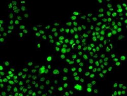 MNAT1 Antibody, Novus Biologicals 50 &mu;g; Unconjugated:Antibodies, Polyclonal