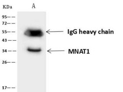 MNAT1 Antibody, Novus Biologicals 50 &mu;g; Unconjugated:Antibodies, Polyclonal