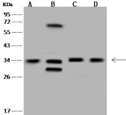 MNAT1 Antibody, Novus Biologicals 50 &mu;g; Unconjugated:Antibodies, Polyclonal