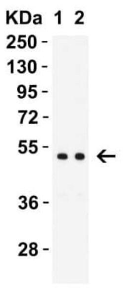 MNDA Antibody - BSA Free, Novus Biologicals 0.1 mg | Buy Online | Novus Biologicals | Fisher Scientific