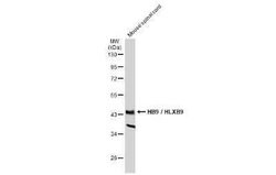 MNX1/HLXB9 Antibody, Novus Biologicals 100 &mu;g | Buy Online | Novus Biologicals | Fisher Scientific
