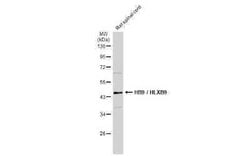 MNX1/HLXB9 Antibody, Novus Biologicals 100 &mu;g | Buy Online | Novus Biologicals | Fisher Scientific