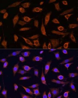 MOB4A/MOBKL1B Antibody - Azide and BSA Free, Novus Biologicals:Antibodies:Primary