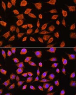 MOBP Antibody - Azide and BSA Free, Novus Biologicals:Antibodies:Primary