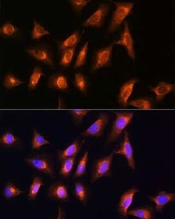 MOBP Antibody - Azide and BSA Free, Novus Biologicals:Antibodies:Primary