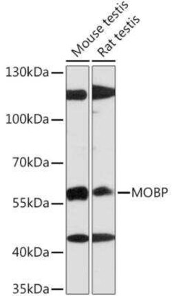 MOBP Antibody - Azide and BSA Free, Novus Biologicals:Antibodies:Primary