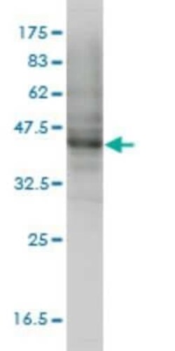 MOCS3 Antibody (1C5-E8), Novus Biologicals 0.1 mg | Buy Online | Novus Biologicals | Fisher Scientific