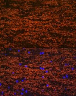 MOG Rabbit anti-Mouse, Rat, Clone: 7G8C4, Novus Biologicals 20 &mu;g | Buy Online | Bio-Techne | Fisher Scientific