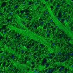 MOG Antibody (CL2858), Novus Biologicals:Antibodies:Primary Antibodies