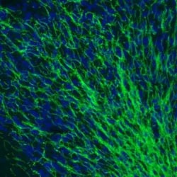 MOG Antibody (CL2858), Novus Biologicals:Antibodies:Primary Antibodies
