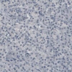 MOG Antibody (CL2858), Novus Biologicals:Antibodies:Primary Antibodies