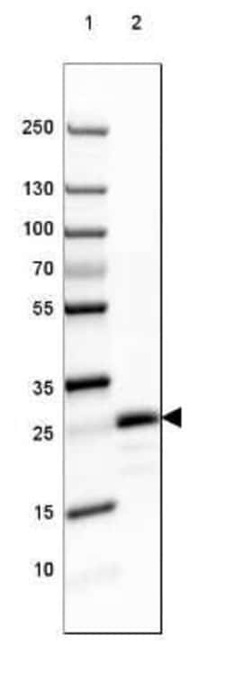 MOG Antibody (CL2858), Novus Biologicals:Antibodies:Primary Antibodies