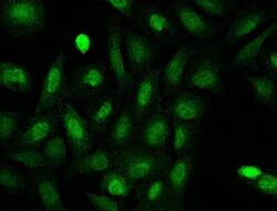 MOG1 Antibody, Novus Biologicals 100 &mu;g; Unconjugated:Antibodies, Polyclonal