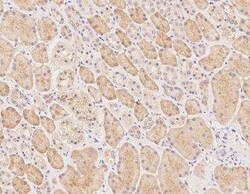 MOG1 Antibody, Novus Biologicals 100 &mu;g; Unconjugated:Antibodies, Polyclonal