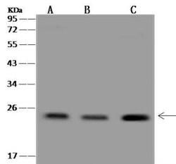 MOG1 Antibody, Novus Biologicals 100 &mu;g; Unconjugated:Antibodies, Polyclonal