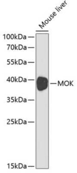 MOK Antibody - BSA Free, Novus Biologicals 0.1 mL | Buy Online | Novus Biologicals | Fisher Scientific