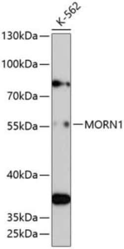 MORN1 Antibody - Azide and BSA Free, Novus Biologicals 0.1 mL; Unconjugated:Antibodies,
