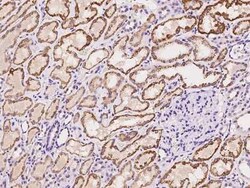 MOXD1 Antibody, Novus Biologicals 100 &mu;g, Unconjugated:Antibodies, Polyclonal