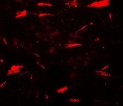 MP1/MAP2K1IP1 Antibody - BSA Free, Novus Biologicals 0.1 mg; Unconjugated:Antibodies,
