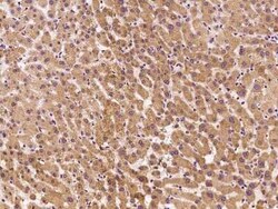 MPDU1 Antibody, Novus Biologicals:Antibodies:Primary Antibodies