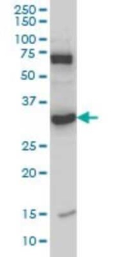 MPG Antibody (2C5), Novus Biologicals 0.1 mg | Buy Online | Novus Biologicals | Fisher Scientific