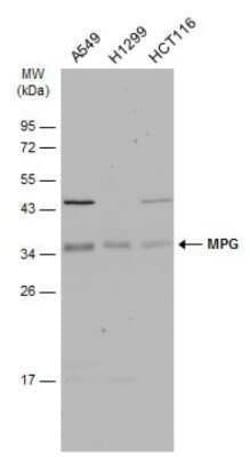 MPG Antibody, Novus Biologicals 100 &mu;g; Unconjugated:Antibodies, Polyclonal