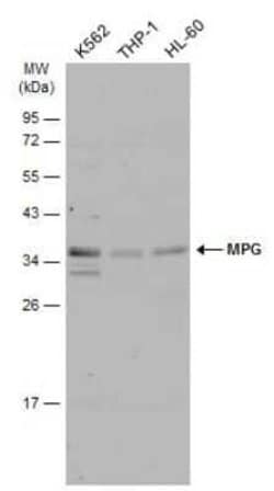 MPG Antibody, Novus Biologicals 100 &mu;g; Unconjugated:Antibodies, Polyclonal