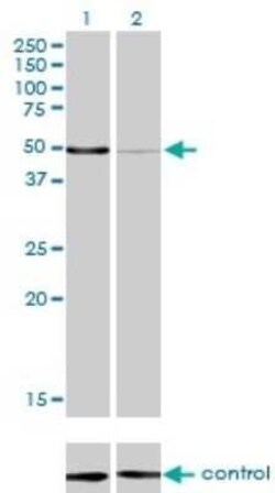 MPP1 Antibody (1C3-1D11), Novus Biologicals 0.1 mg | Buy Online | Novus Biologicals | Fisher Scientific