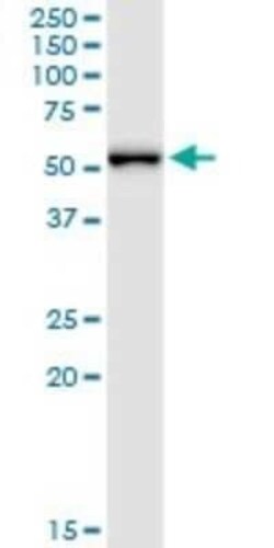 MPP1 Antibody (1E11-1G11), Novus Biologicals 0.1 mg | Buy Online | Novus Biologicals | Fisher Scientific