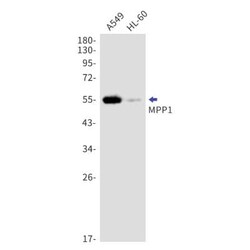 MPP1 Antibody (S03-1F4), Novus Biologicals:Anticuerpos:Anticuerpos primarios
