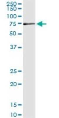 MPP2 Antibody (2B1), Novus Biologicals 0.1 mg | Buy Online | Novus Biologicals | Fisher Scientific