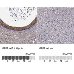 MPP2 Rabbit anti-Human, Polyclonal, Novus Biologicals 25 &mu;g; Unconjugated:Antibodies,