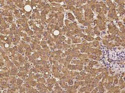 MPPE1 Antibody, Novus Biologicals 100 &mu;g; Unconjugated:Antibodies, Polyclonal