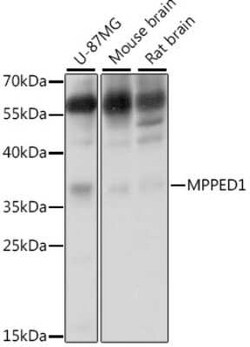 MPPED1 Antibody - BSA Free, Novus Biologicals 0.02 mL | Buy Online | Novus Biologicals | Fisher Scientific