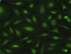 MPZL1 Antibody, Novus Biologicals 0.1 mg | Buy Online | Novus Biologicals | Fisher Scientific