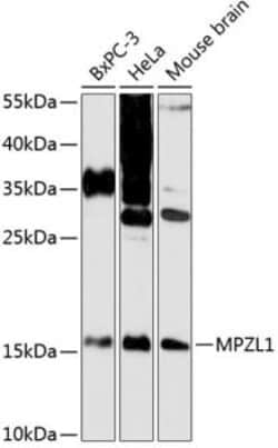 MPZL1 Antibody - Azide and BSA Free, Novus Biologicals:Antibodies:Primary