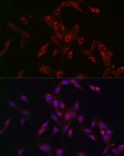MR1 Antibody - Azide and BSA Free, Novus Biologicals:Antibodies:Primary