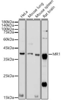 MR1 Antibody - Azide and BSA Free, Novus Biologicals:Antibodies:Primary