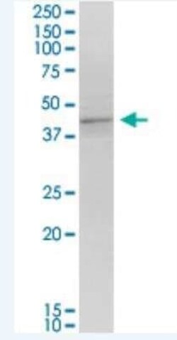 MRG15 Antibody (6B6), Novus Biologicals 100 &mu;g | Buy Online | Novus Biologicals | Fisher Scientific
