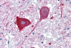 MRGPRD Antibody, Novus Biologicals 50 &mu;g | Buy Online | Novus Biologicals | Fisher Scientific