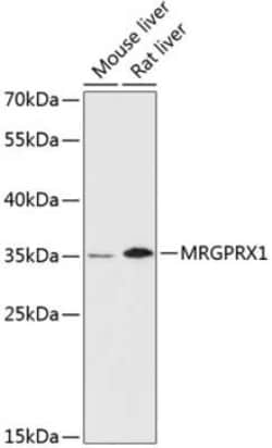 MRGX1 Antibody - Azide and BSA Free, Novus Biologicals 0.1 mL; Unconjugated:Antibodies,