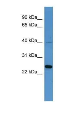 MRGX3 Antibody, Novus Biologicals 100 &mu;g; Unconjugated:Antibodies, Polyclonal