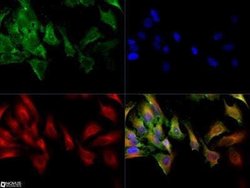MRP1 Antibody (IU2H10) - Azide and BSA Free, Novus Biologicals 0.1 mL;