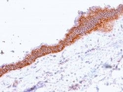 MRP3 Antibody (ABCC3/2971) - Azide and BSA Free, Novus Biologicals 100