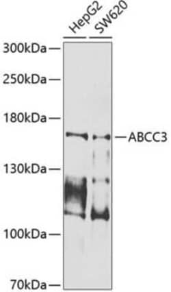 MRP3 Antibody - BSA Free, Novus Biologicals 0.02 mL, Unconjugated:Antibodies,