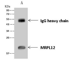 MRPL12 Antibody, Novus Biologicals:Antibodies:Primary Antibodies