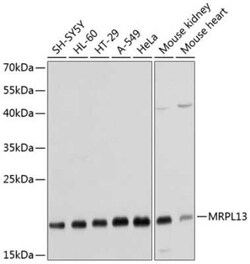 MRPL13 Antibody - BSA Free, Novus Biologicals 0.1 mL; Unconjugated:Antibodies,