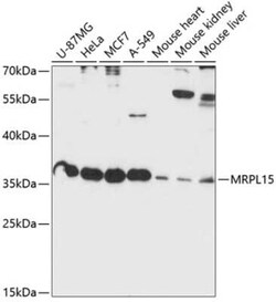 MRPL15 Antibody - Azide and BSA Free, Novus Biologicals 0.1 mL, Unconjugated:Antibodies,