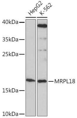 MRPL18 Antibody - Azide and BSA Free, Novus Biologicals 0.1 mL; Unconjugated:Antibodies,
