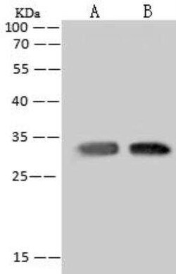 MRPL19 Antibody, Novus Biologicals 50 &mu;g; Unconjugated:Antibodies, Polyclonal